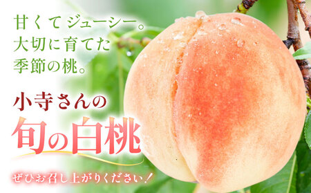 小寺さんの旬の白桃 約2kg 6～9玉 小寺壽夫 桃