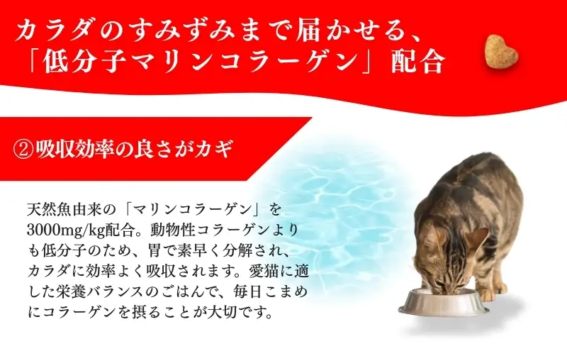日本ペットフード ビューティープロ キャット 避妊・去勢後用 560g（80g×7袋入）×10袋（ケース） キャットフード