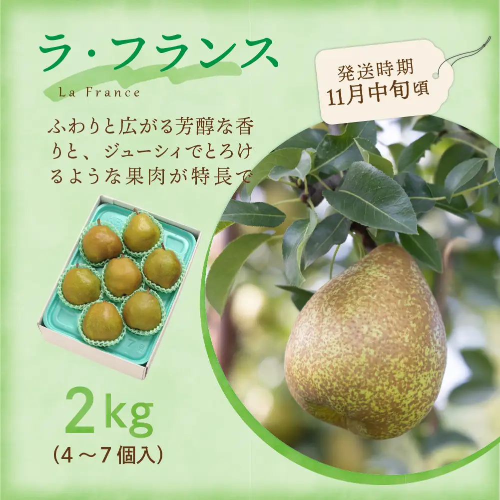 【先行予約】定期便 令和8年産 旬のフルーツ 4回 定期便 山形 果物