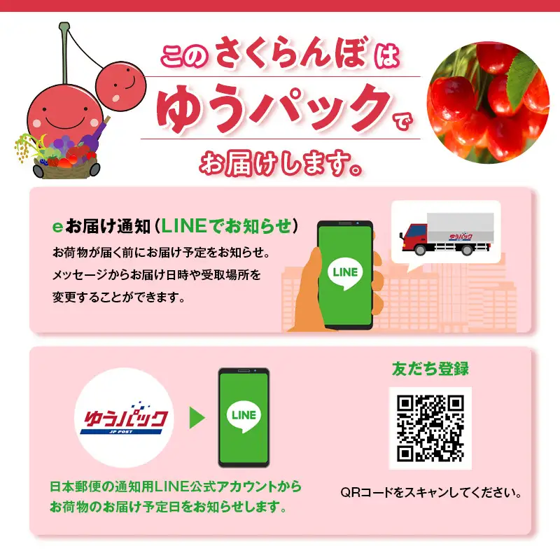  [先行受付] さくらんぼ 南陽 2Lサイズ 以上600g（300g×2パック）化粧箱入 サクランボ チェリー フルーツ 果物 果物類 ギフト 贈答品 北海道 仁木町 仁木 [小林信幸]