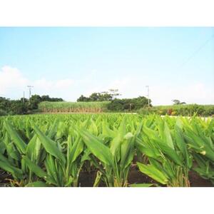 ガジュツ春ウコン（粒）1袋 （約40日分）