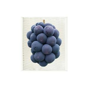 【定期便2回】白桃 5～7玉 約1.2kg（7月発送）・ ニューピオーネ 2房 約950g（9月発送）【定期便 白桃 桃 もも モモ ニューピオーネ 葡萄 ぶどう ブドウ 果物 フルーツ 岡山県 岡山市 おすすめ 人気】