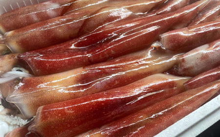 イカ 白イカ(ケンサキイカ)の一夜干し3枚セット 島根県松江市/海ひこ株式会社[ALDY006] イカ イカ