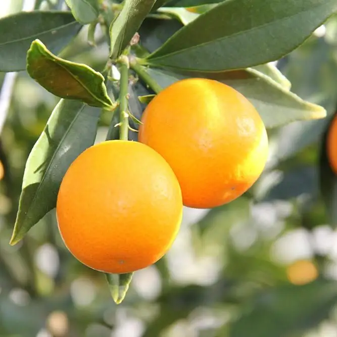 【先行予約】糖度18度以上　宮崎金柑の最高級ブランド『完熟きんかんたまたまエクセレント』1kg　2026年発送＜2-7a＞