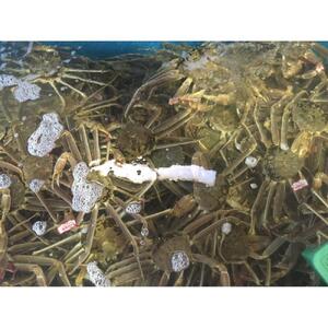 【魚倉】足１本なし生松葉ガニ(大800ｇ)訳あり