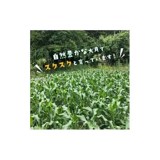 【2026年収穫分先行予約】富士山の白いトウモロコシ　5本