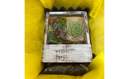 多肉植物 じぶんで植える 多肉 寄せ植えキットD 木製 屋根付き プランター 全3色 インテリア 植物 寄せ植え ガーデニング 福岡 小郡市 白色