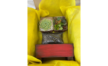 多肉植物 じぶんで植える 多肉 寄せ植えキットE 木製 シンプル プランター 全3色 インテリア 植物 寄せ植え ガーデニング 福岡 小郡市 赤色