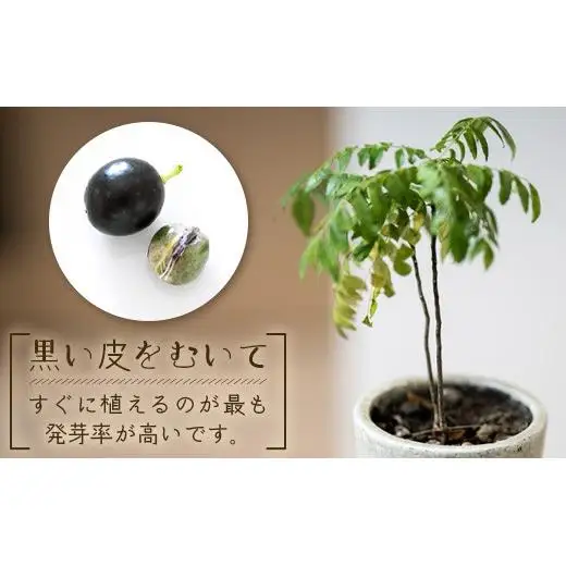 カレーリーフの種　15粒　CS-4