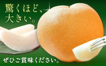 【先行予約】梨 あたご梨 1玉 約1kg 株式会社藍《2026年11月中旬-12月上旬頃出荷》 岡山県 浅口市 岡山県産 なし フルーツ 果物 くだもの ナシ 大玉 送料無料