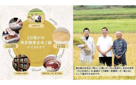 【常温】3日寝かせ発芽酵素 玄米ごはん 60食 セット （125g×60食） 玄米 ごはん