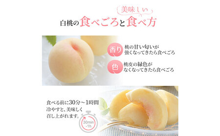 岡山白桃ロイヤル 約4kg 8~15玉 橋田商店有限会社 桃