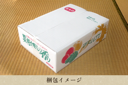 【2026年先行予約】和梨 あきづき 3kg（5〜9玉）《9月中旬〜順次出荷》 梨