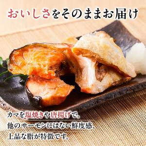 【先行予約 2026年1月中旬以降発送】【数量限定】訳あり 国産 とっとり 琴浦 グラン サーモン カマトロ 3kg（1kg×3パック）サーモン