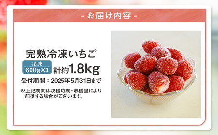 【先行予約】完熟冷凍いちご 【600g×3袋】計1.8kg いちご 苺 ストロベリー 冷凍 フローズン 美味しい 甘い 大粒 大きい 果物 フルーツ 数量限定 farmいちごろ 愛知県 常滑市