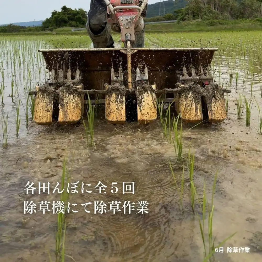 新潟県佐渡産 令和7年産 【在来コシヒカリ】 玄米 5kg