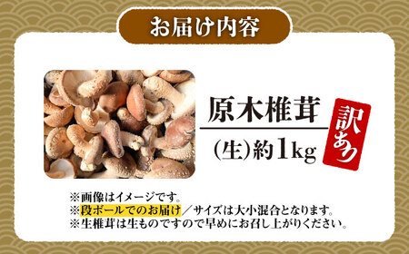 【訳あり】原木 生しいたけ 約1kg しいたけ [BNAU005]