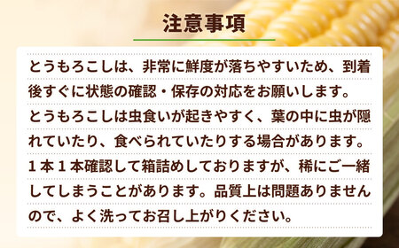 とうもろこし ゴールドラッシュ 3.5kg 茨城県産 トウモロコシ 深夜採り 朝出荷