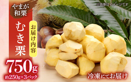 先行予約 むき栗 約750ｇ（約250g×3pc） 【すみれファーム】[ZEP064]