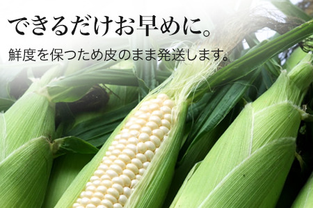 とうもろこし ≪令和8年産予約受付≫ スイートコーン(白12本)  北海道とうもろこし  [016-88]
