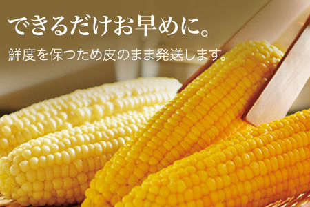 とうもろこし ≪令和8年産予約受付≫ スイートコーン(黄12本)  朝もぎとうもろこし   [013-91]