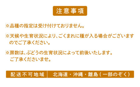 ＜赤秀＞ 種無しぶどう セット 3-5房 2kg BKCI001