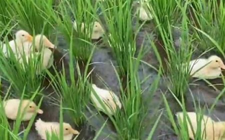 【令和7年産】コシヒカリ 4kg ファームランドさいとう 570