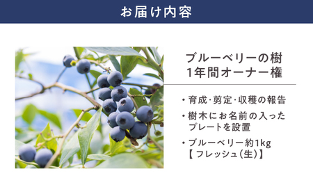 2855 鹿児島県鹿屋市 無農薬ブルーベリーの樹1年間オーナー権（50本限定） KN026-016 体験チケット