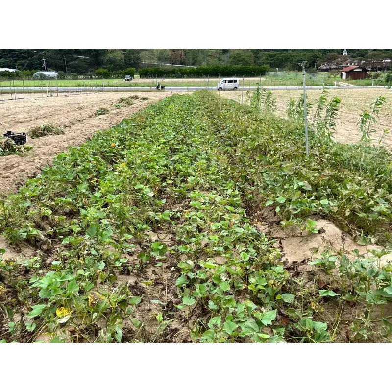 【先行予約／数量限定】京丹後産 土付き 紅はるか（さつまいも） 5kg（2026年11月上旬～発送）