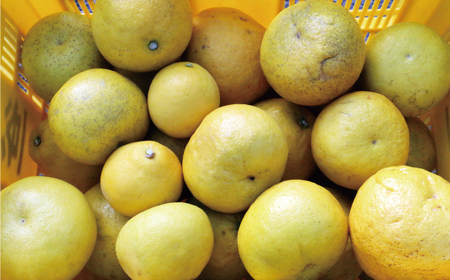 訳あり 文旦 7kg 8000円 ぶんたん みかん mikan 蜜柑 ミカン わけあり 家庭用 産地直送 国産 農家直送 糖度 期間限定 数量限定 特産品 ゼリー ジュース アイス 人気 限定 甘い 果実 果肉 フルーツ 果物 柑橘 ビタミン 健康 美味しい おいしい ジューシー 小玉 含む サイズ ミックス 規格外 傷み補償 500g ミッチーのおみかん畑 愛南町 愛媛県【micchi41】