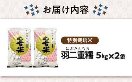 もち米【特別栽培米】羽二重糯（はぶたえもち）5kg×2[AQCQ011] もち米