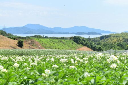 【予約商品】安芸津　赤土じゃがいも　５kg【配送時期：6月下旬～８月下旬／11月下旬～1月上旬】