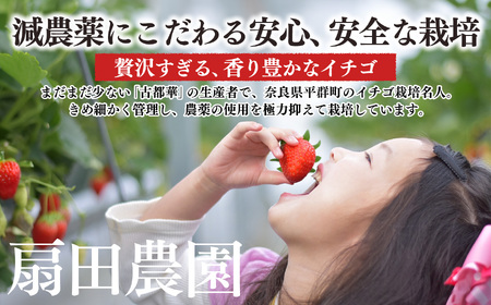 【先行予約】平群 の 古都華 M 〜 L サイズ 2パック 扇田農園 | フルーツ いちご 古都華 奈良県 平群町