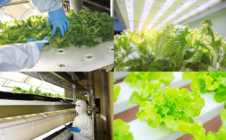 AS-0125 フリルレタス 10袋セット フリルレタス 野菜 葉物 朝採れ 新鮮