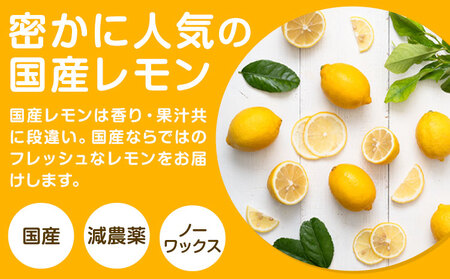 レモン 国産レモン約2kg