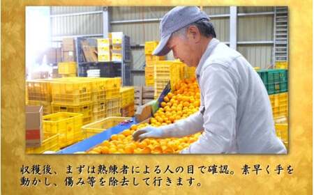 鹿蔵 プレミアム 有田みかん ( ゆら早生 ) 1kg+250g（傷み補償分） 光センサー 選果　※北海道・沖縄・離島への配送不可 ※2026年10月上旬～11月中旬頃に順次発送/ 温州 みかん 厳選 柑橘 果物 フルーツ 和歌山 【ikd003-prem-1A】