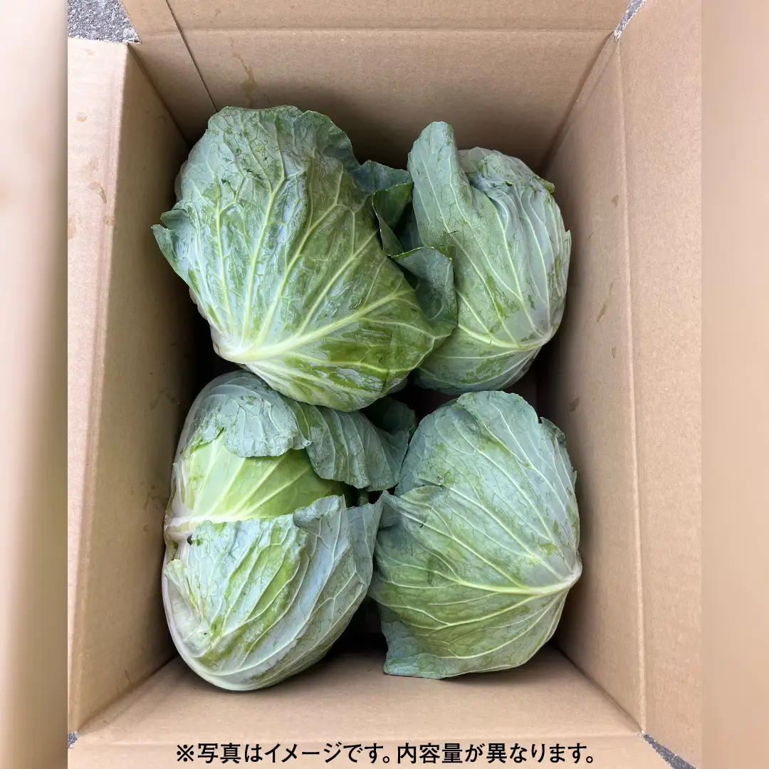 【ふるなびWEEK対象】＜レビューキャンペーン開催中＞【7月中旬発送開始】 嬬恋キャベツ 嬬恋産 高原キャベツ3玉1ケース Lサイズ 先行予約 2026年発送 [AS010tu]