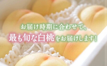 桃 【2026年 先行予約】 晴れの国 おかやま の 白桃 2kg(5玉～7玉) 