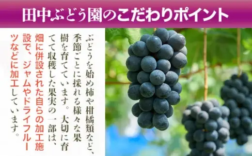 しっとり柿チップス 60g×10袋｜国産 ドライフルーツ 無添加  人気 おすすめ
