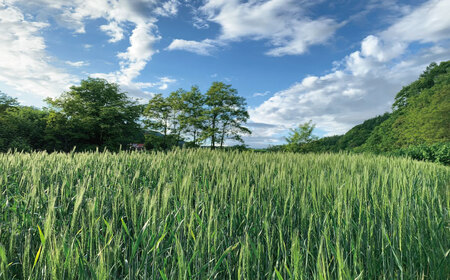 太めアスパラ（2Lサイズ以上）ホワイト＆グリーン食べ比べセット 計1kg オジファーム