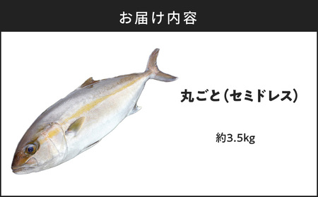 鹿児島県産 カンパチ 約3.5kg 一本丸ごと（ セミドレス ） 活〆 K294-003_01 魚
