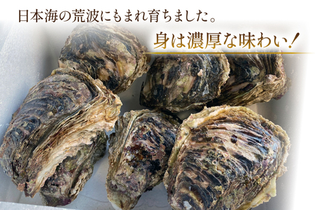 【期間限定発送】 ヨコタ礁 天然 岩牡蠣 生食用 中 16個 [望海 石川県 志賀町 BX4018]