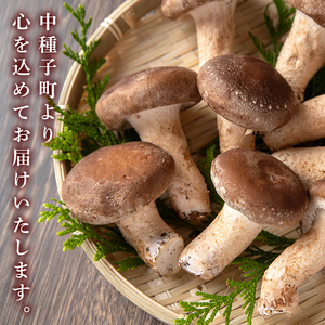 n327 生 椎茸 1kg 菌床栽培  国産 種子島 しいたけ 【えいぜっと】