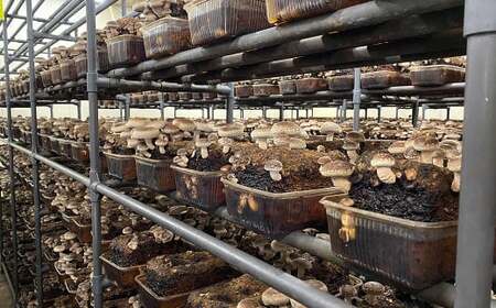 【3回定期便】御在所肉厚生しいたけ 計約1.5kg 1回あたり約500g（計3回） 生しいたけ しいたけ 椎茸 シイタケ 肉厚 山菜 お取り寄せ 冷蔵