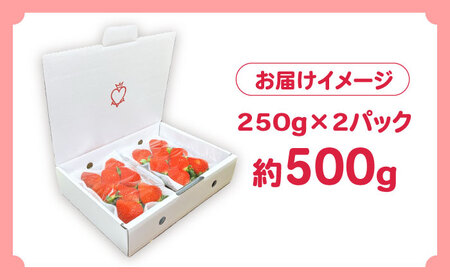 【2027年1月-発送】南島原産 いちご 「恋みのり」約250g×2P / イチゴ 苺 フルーツ 果物 / 南島原市 / あゆみfarm[SFF006]