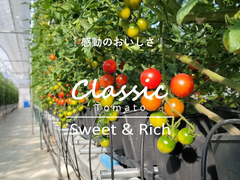 糖度14度ミニトマトジュース（490ml瓶 x 1本）　クラシックトマト『リスト』使用　野菜　生活　ジュース　飲料　ドリンク　信州　長野県【 トマトジュース 長野県 佐久市 】