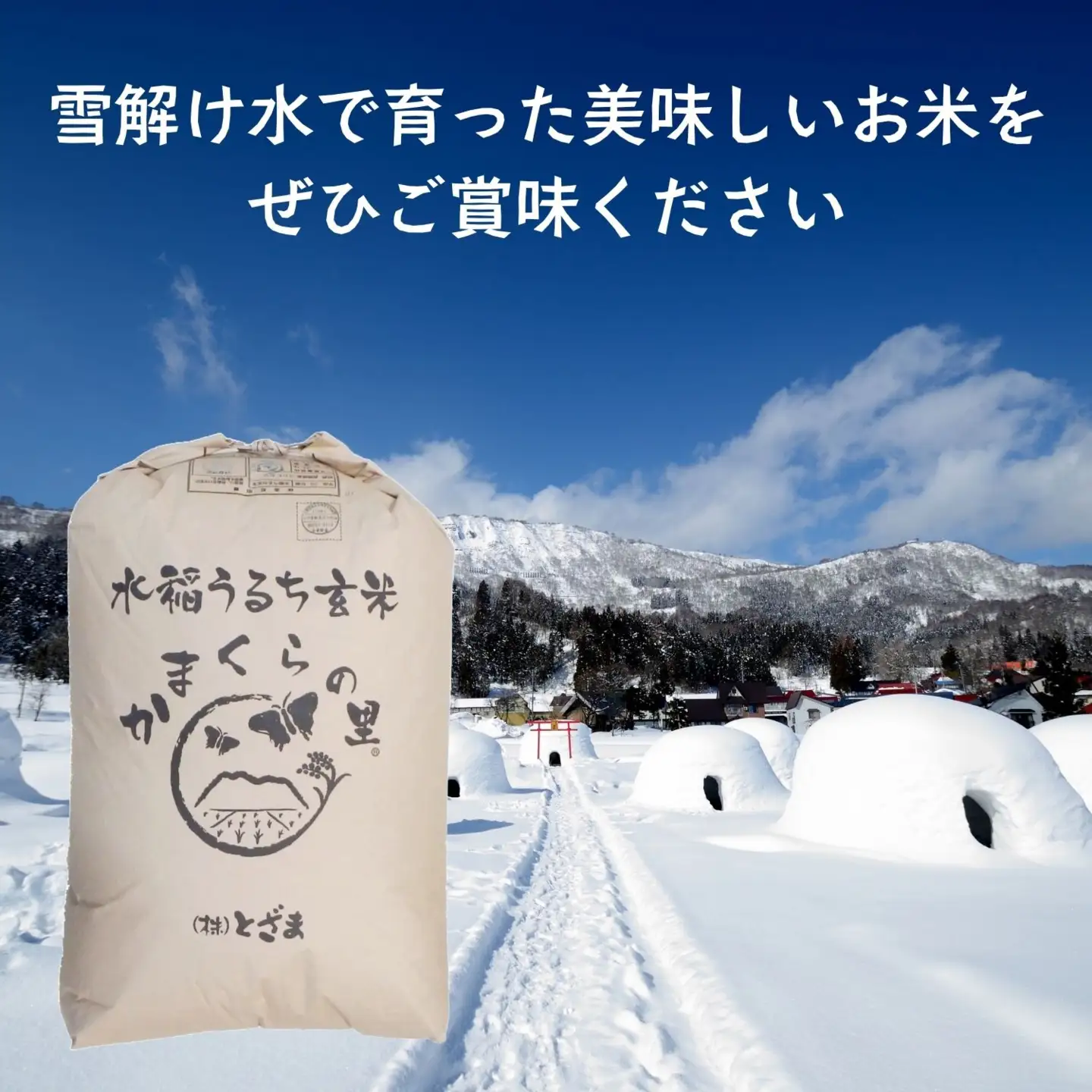 【令和8年新米予約】コシヒカリ 玄米 30kg 特別栽培米 「かまくらの里 コシヒカリ」_Cc-003
