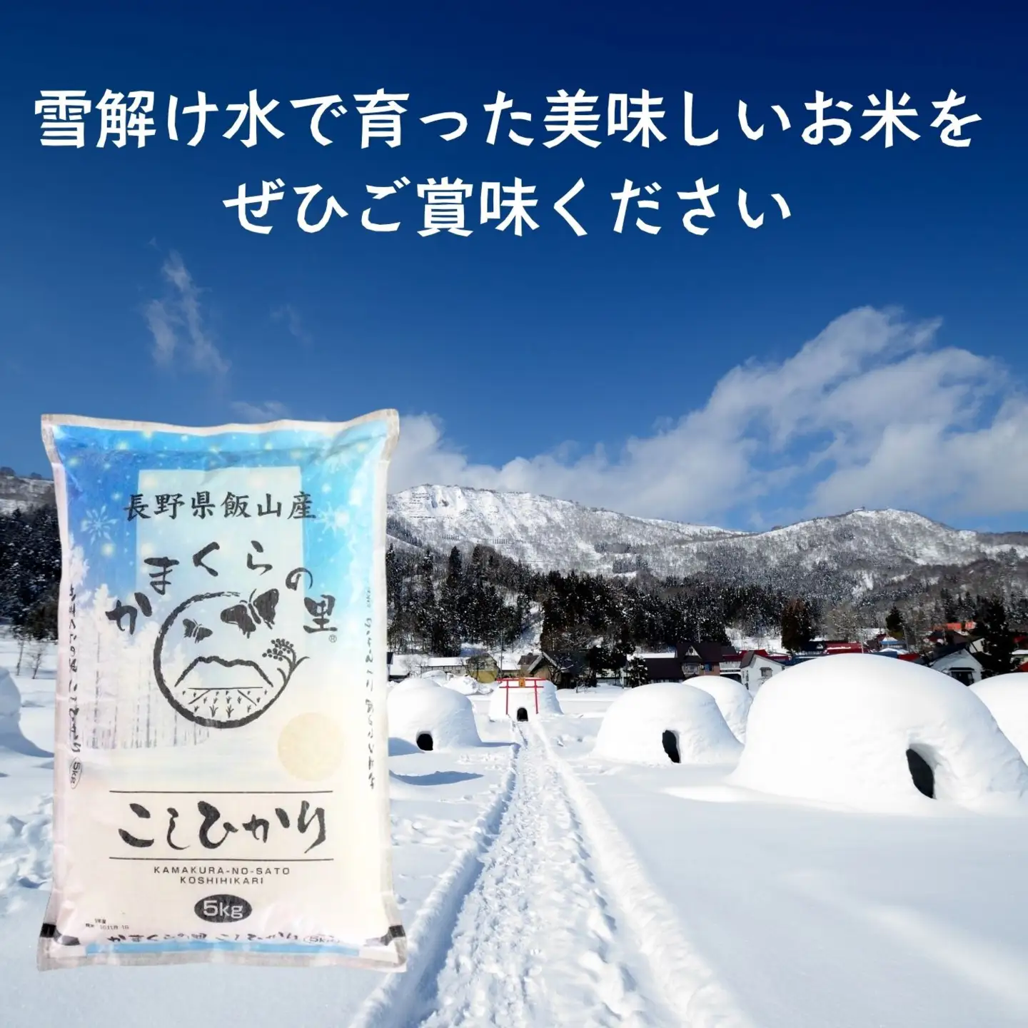【令和8年新米予約】コシヒカリ 5kg 特別栽培米 「かまくらの里 コシヒカリ」_Cc-001