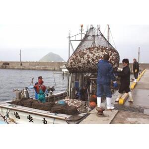 ホタテ 一夜ぼし おつまみ 150g ( 30g × 5袋 ) 青森県陸奥湾産【魚介類 水産 食品 人気 おすすめ 送料無料】