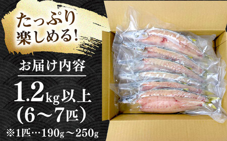 干物 特大 アカカマス 開き 1.2kg 以上 [JAQ026] カマス